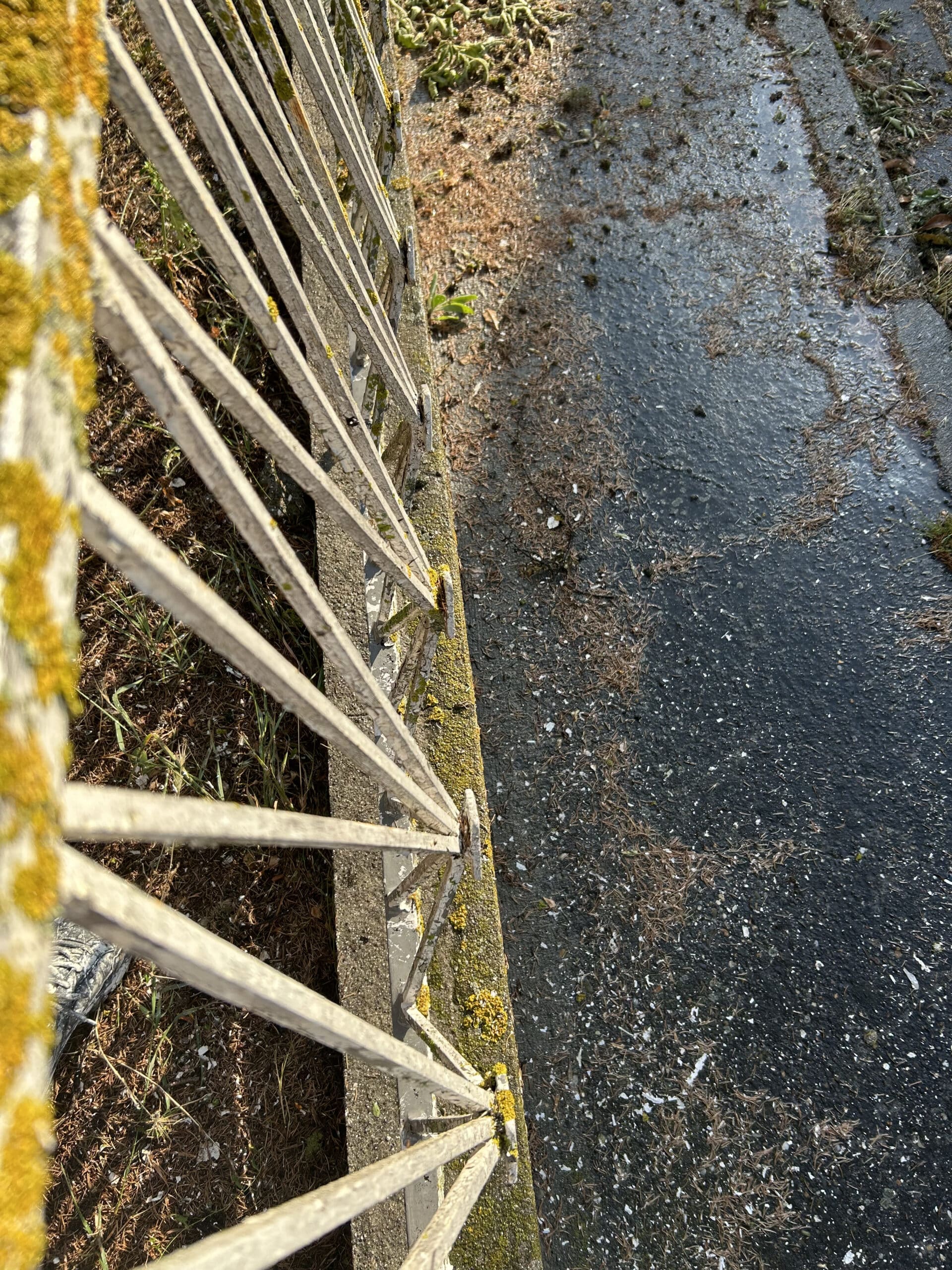 Balustrade métallique rouillée couverte de lichen jaune-vert vue d'en haut. Sol mouillé en asphalte avec débris végétaux et aiguilles de pin.