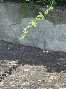 Mur en béton gris fissuré avec des branches vertes feuillues. Au sol, surface sombre et texturée, des ombres et des débris végétaux.