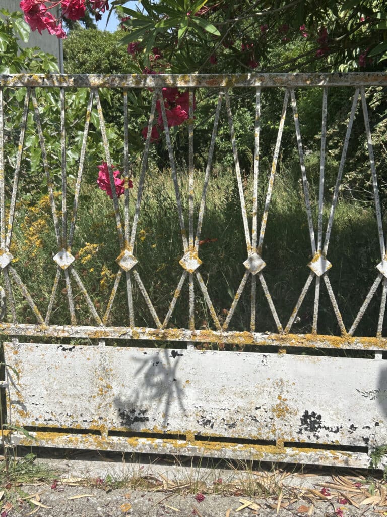Vieux Portail Rouillé: Peinture Écaillée, Lichen et Fleurs Roses Vieux portail en fer blanc rouillé, couvert de lichen jaune, devant une végétation luxuriante avec des fleurs roses d'oléandre.